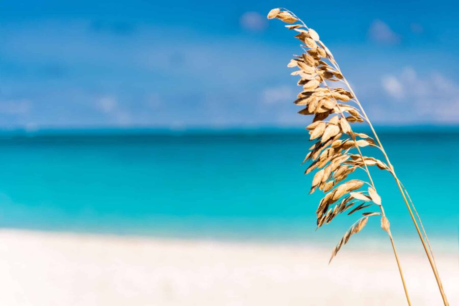 The Best Beaches in Providenciales, Turks and Caicos