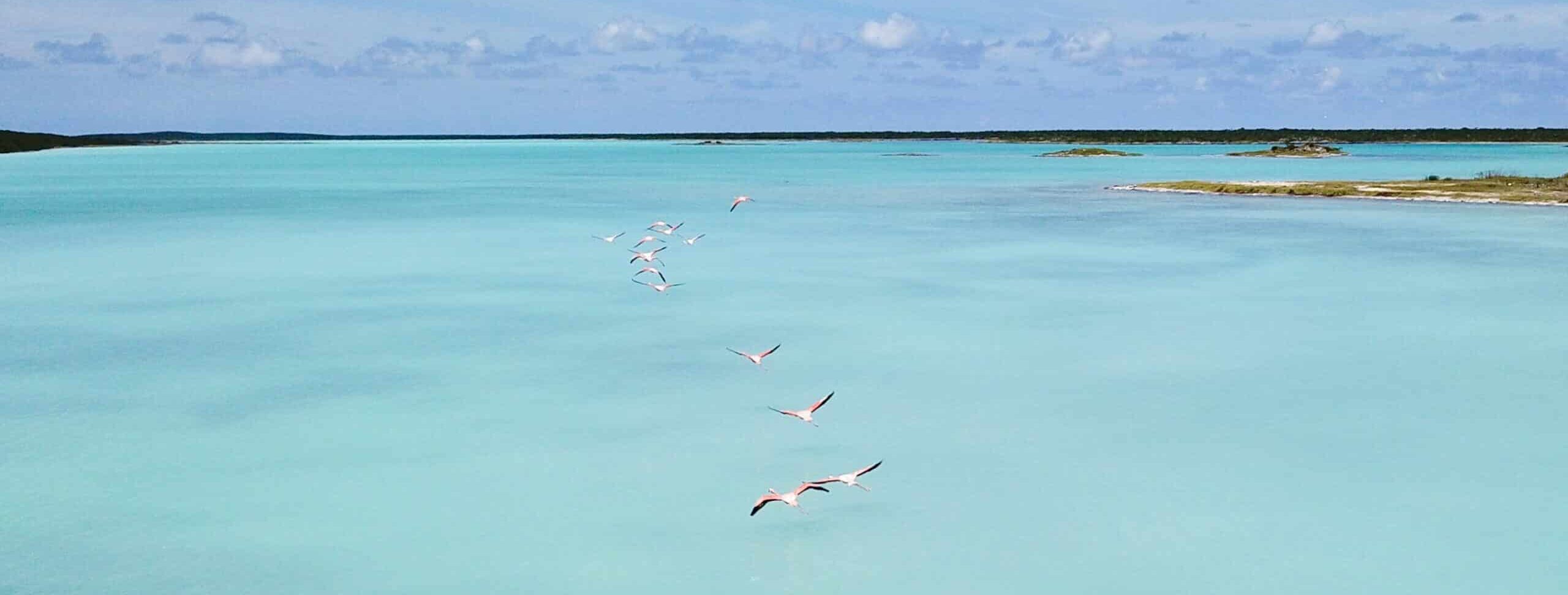 Flamingos at Lake Catherine, West Caicos