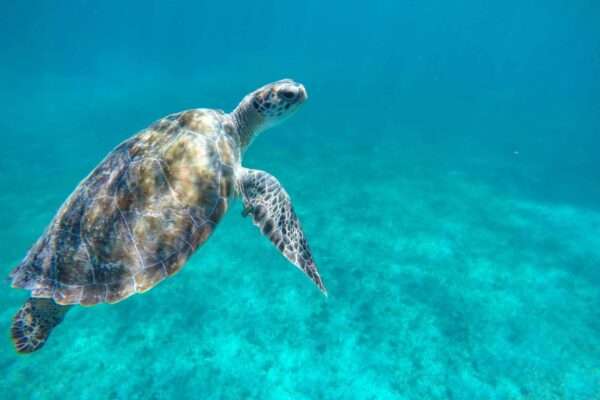 A turtle snorkeling at Coral Gardens reef in Turks and Caicos
