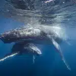Best Practices for Watching Humpback Whales in Turks & Caicos