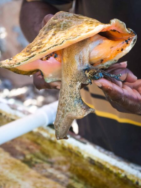 Live conch snail peeking out of it's shell. A live snail from Caribbean sea.