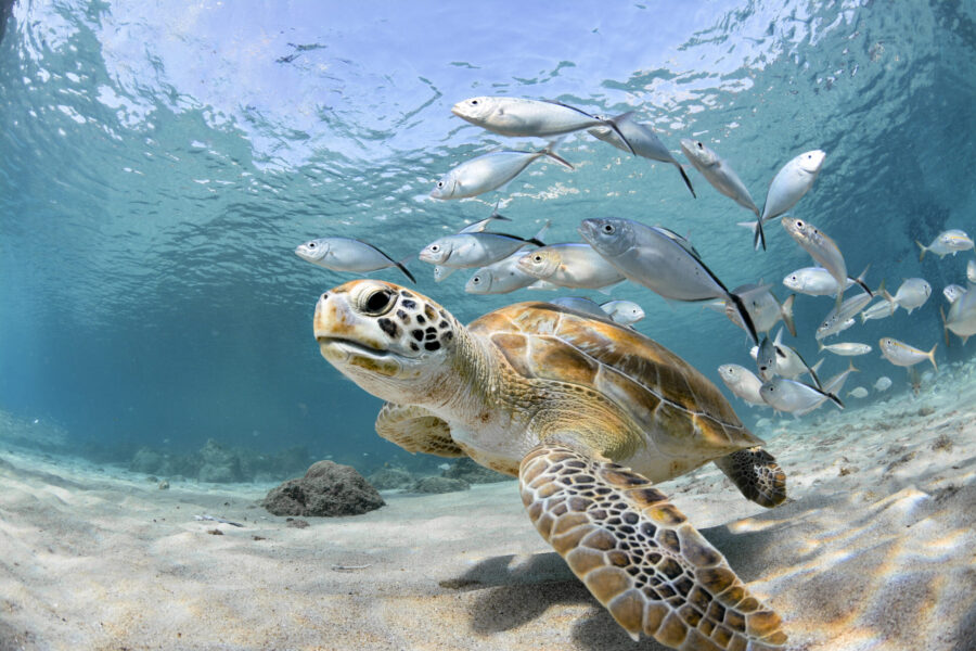 Everything You Need to Know about Sea Turtles in Turks and Caicos