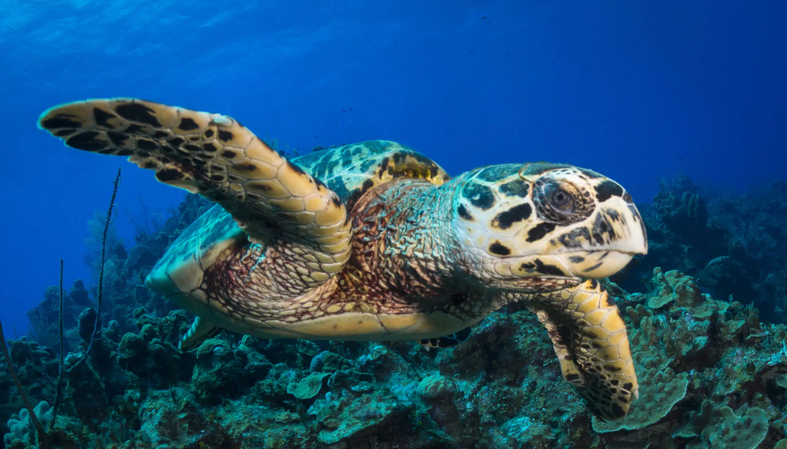 Hawksbill Turtle in Turks and Caicos