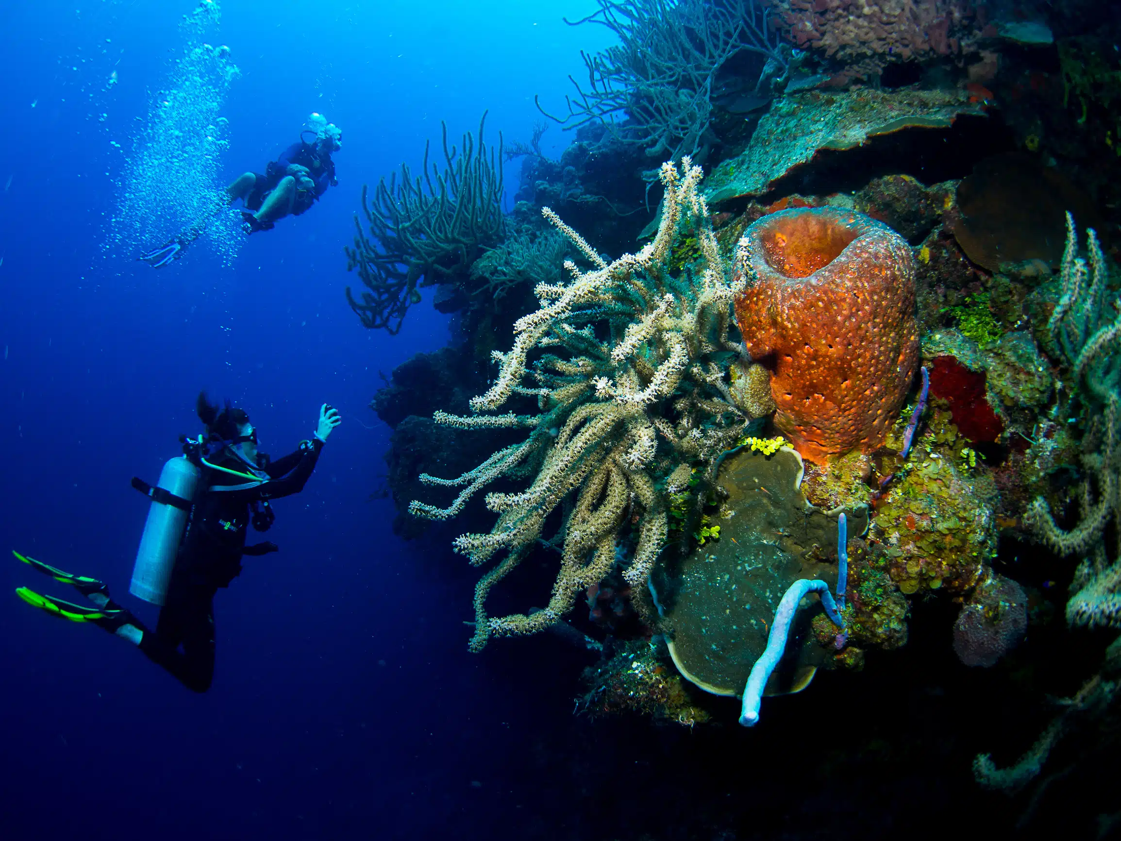Turks and Caicos Scuba Diving