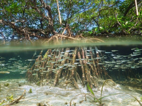 Mangrove roots above and below the water at Mangrove Cay, Turks and Caicos.