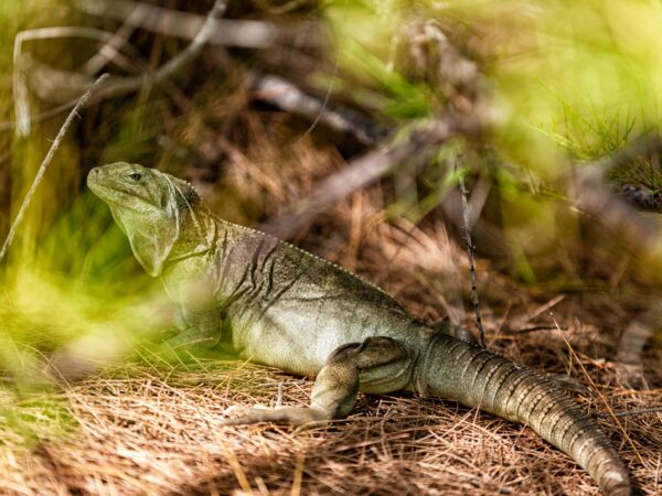 The Turks and Caicos Rock Iguana on Little Water Cay.