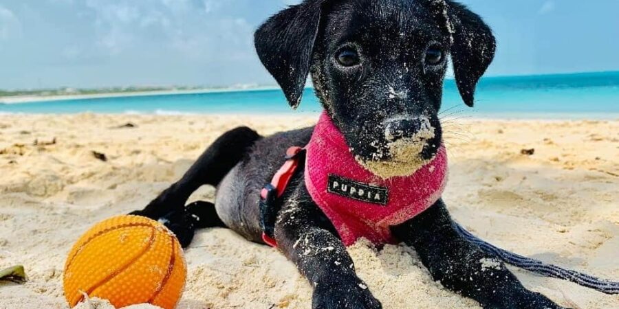 Turks and Caicos Potcakes