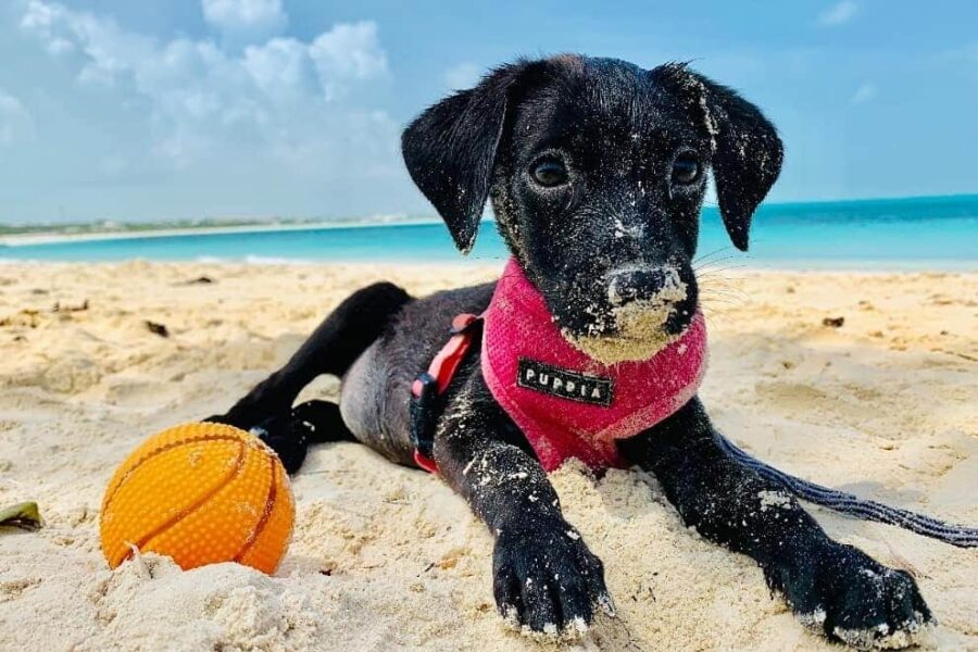Turks and Caicos Potcakes